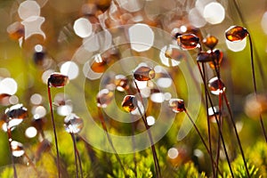 Ruig Haarmos, Haircap moss, Polytrichum piliferum