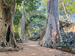 Ta Prohm Wat temple in Angkor, Cambodia photo