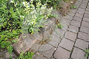 Ruin lizard, wall lizard, Podarcis siculus lizard in the garden