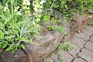 Ruin lizard, wall lizard, Podarcis siculus lizard in the garden