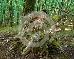 Ruined beech tree in forest, spring morrning in Medvednica