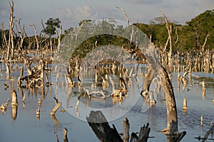 Ruined forest