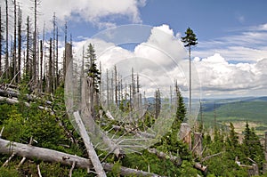 Ruined forest