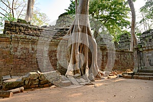 Ruined from growing trees on Temple Ta Prohm, Angkor, Siem Reap, Cambodia. Big roots over the walls of a temple.