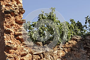 Ruined stonewall with fig branches sticking out behind