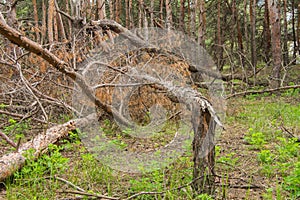 Ruined storm forest