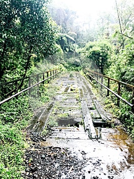 Ruined wooden bridge in a humid tropical forest