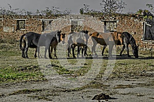 Ruins of an abandoned building of a former cooperative farm and wild horses in the village Zhrebchevo, Bratsigovo municipality