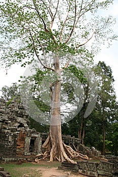 Ruins of aincient temple and giant tree roots