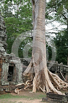 Ruins of aincient temple and giant tree roots