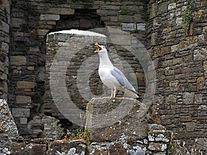 Ruins-Ancient Beaumaris Castle and the Island of Anglesey North Wales