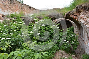 Ruins of ancient Cartesian monastery in Belarus.