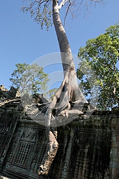 Ruins of Angkor, Siem Reap
