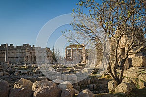 Ruins of Baalbek. Ancient city of Phenicia located in the Beca valley in Lebanon. Acropolis with Roman remains photo
