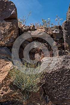 Ruins of Belvoir Fortress - Kokhav HaYarden National Park in Israel.