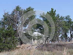 Ruins of a building covered by trees at the Glenrio ghost town, one of America`s ghost towns at Route 66 photo