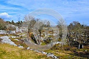 Ruins of Debela Griza ancient hillfort near Komen photo