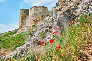 Ruins of the Enisala fortress with red poppies near its walls. Olso referred to as Heracleea Fortress, near Razim lake.