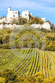 ruins of Falkenstein Castle with vineyard in autumn, Lower Austr