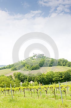 ruins of Falkenstein Castle with vineyard, Lower Austria, Austri