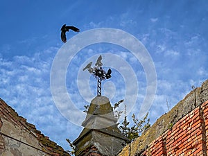 Ruins of the German church in Malcoci, Tulcea county - detail of cross with crows