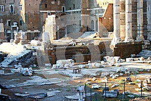 Ruins in the historical center of Rome.