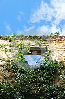 Ruins of a house, overgrown with ivy