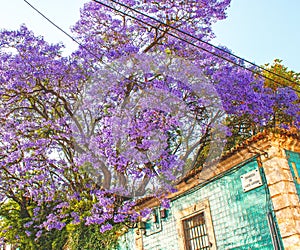 The ruins and the jacaranda tree in bloom photo