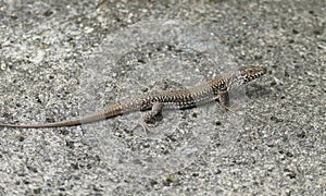 Ruins lizard, small saurian creeps on old wall along