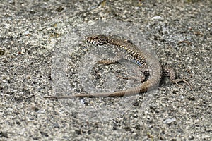 Ruins lizard, small saurian creeps on old wall along