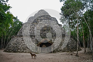Ruins of mayan Pyramid in Coba.