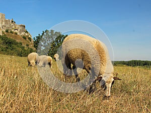 Grazing sheep, one in front of the others