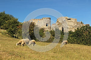 Sheep grazing at pastures in front of an ancient Devin castle in summer