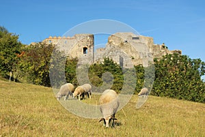 Sheep at a pastures in front of an ancient castle in summer