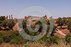 Ruins of medieval stone buildings in brown field with green trees in Volubilis, Morocco