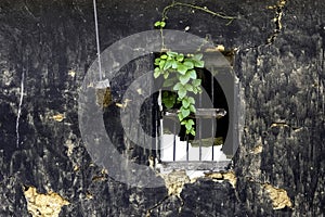 Ruins of an old abandoned house, old window with epiphyte plant