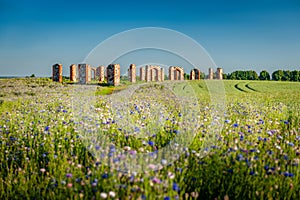 Ruins of an old barn made of boulders and red bricks in the middle of a field of cornflowers.