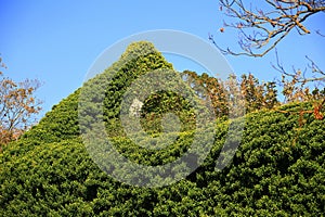 Ruins of an old building, the ridge is overgrown by ivy