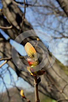 Ruins of old castle on rocks