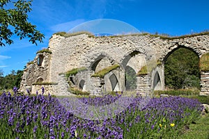 The ruins of the old cloister in Alvastra photo