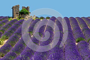 Ruins of an old rustic stone house on a lavender field.