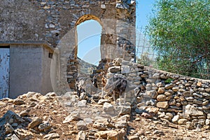 Ruins of old stome farm shed with goat