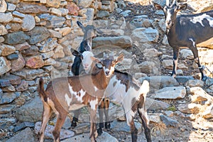 Ruins of old stome farm shed with goat photo