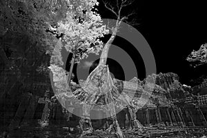 Ruins of Preak Khan in Cambodia in black and white infrared