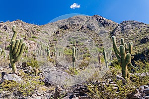 Ruins of Quilmes, Argentina