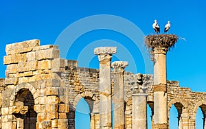 Ruins of a roman basilica at Volubilis, Morocco