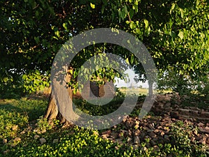 Ruins of a room and tree