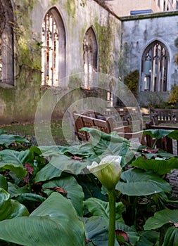 The ruins of St Dunstan in the East Church in the City of London UK. The historic church was bombed and destroyed in WW2.