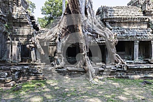 Ruins and Strangler Fig Tree in Preah Khan