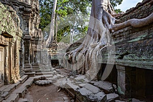 Ruins of Ta Prohm - Angkor Wat - Cambodia